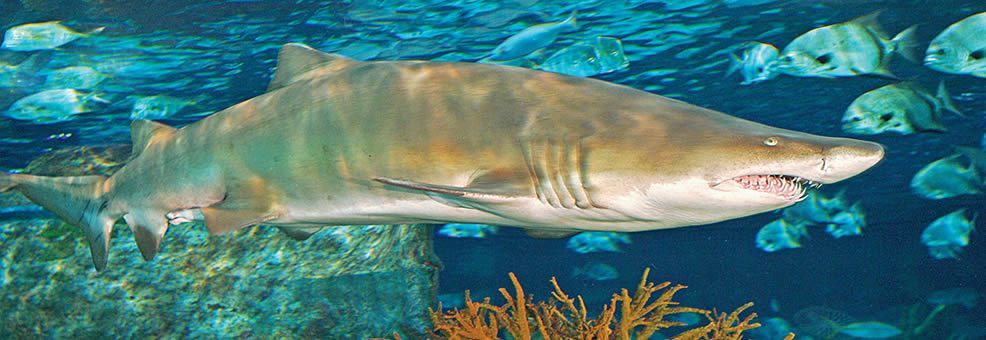 Ripley’s Aquarium Hosts Festival of Trees