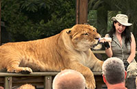 Myrtle Beach Safari T.I.G.E.R.S title