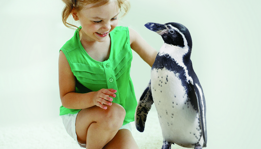 Little girl petting a penguin