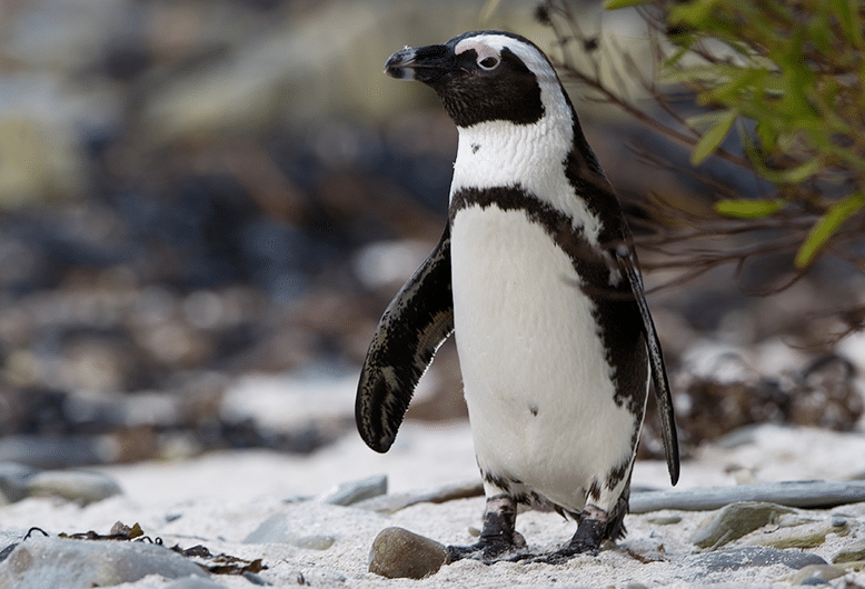 Penguin standing on sand