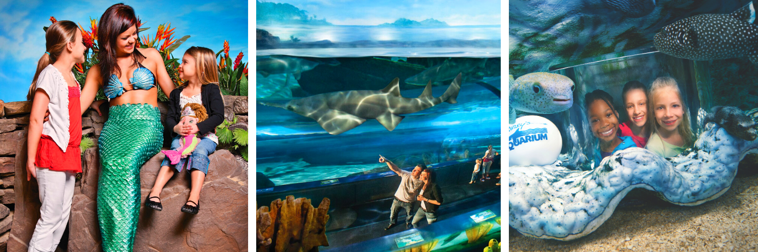 Collage at Ripleys Aquarium Featuring A Mermaid, Shar Tank, and Kids Peekaboo Area