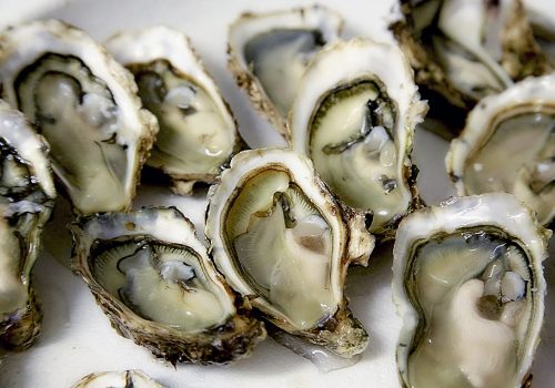 oysters